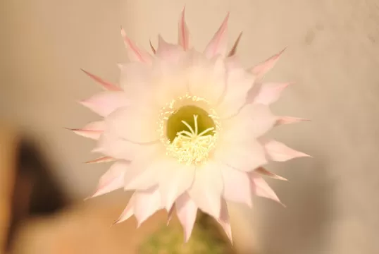 App截图2